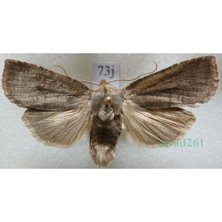 Conistra ligula (Esper, 1791) Porożnica Czech73j
